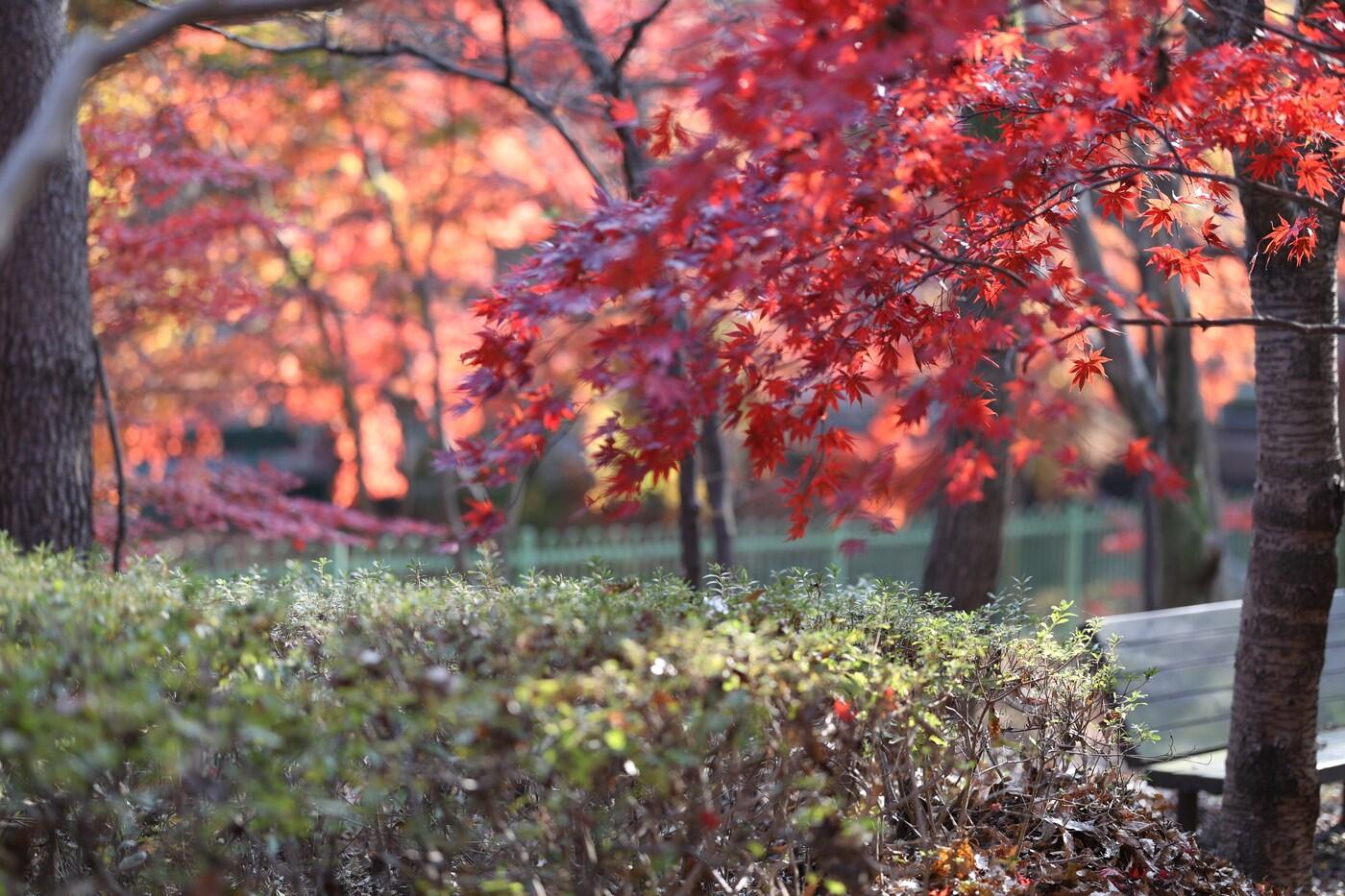 성주산 등산로에 식재된 단풍나무.(보령시 제공. 재판매 및 DB금지)/뉴스1