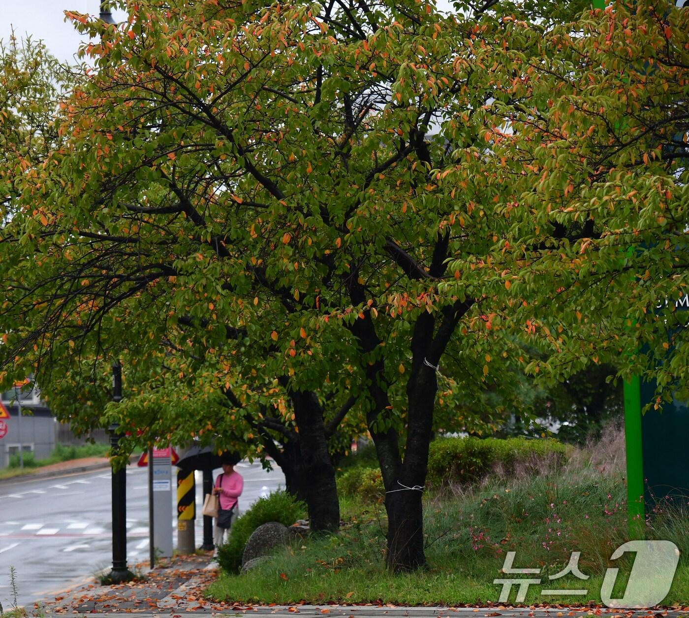 본문 이미지 - 16일 경북 포항시 남구 대이동 철길숲 인근 도로의 가로수들이 가을옷으로 갈아입고 잇다. 2025.10.16/뉴스1 ⓒ News1 최창호 기자
