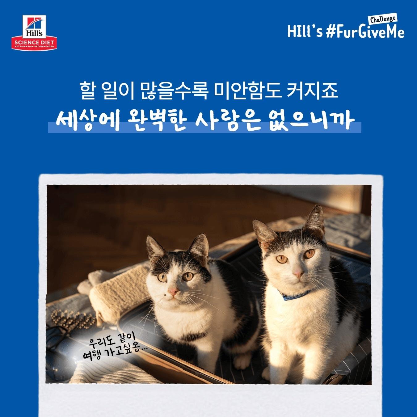 본문 이미지 - 힐스코리아 챌린지 포스터 ⓒ 뉴스1