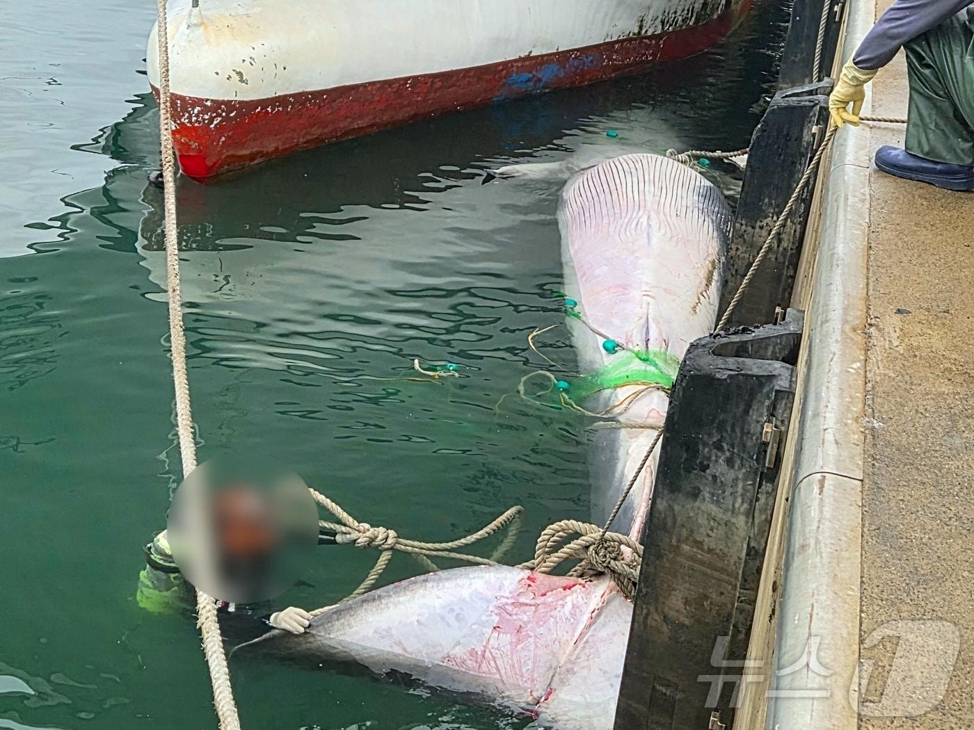 본문 이미지 - 16일 오전 2시53분쯤 제주시 한림항 북서쪽 약 35㎞ 해역에서 고래 사체가 발견돼 한림항에서 인양작업 중인 모습.(제주해양경찰서 제공. 재판매 및 DB 금지) ⓒ News1 홍수영 기자