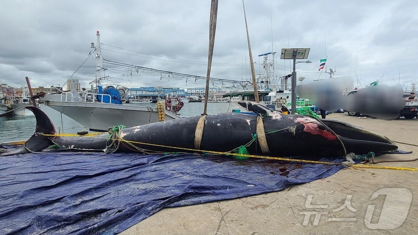 16일 오전 2시53분쯤 제주시 한림항 북서쪽 약 35㎞ 해역에서 고래 사체가 발견돼 한림항으로 옮겨진 모습.(제주해양경찰서 제공. 재판매 및 DB 금지) 2025.10.16/뉴스1 ⓒ News1 홍수영 기자