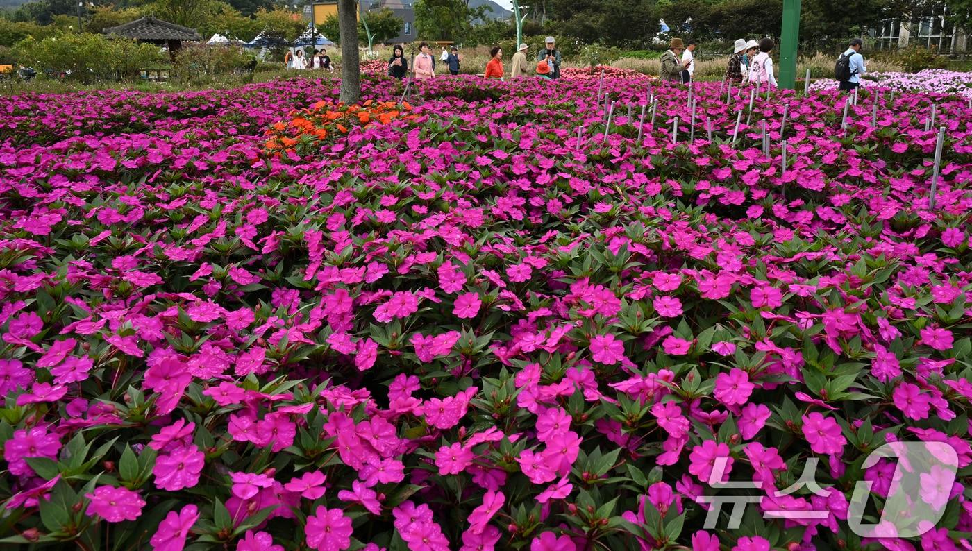 16일 경남 거창군 남상면 거창창포원 곳곳에 코스모스, 황화 코스모스, 산파챈스 등 가을꽃이 활짝 피어있다.&#40;거창군 제공. 재판매 및 DB 금지&#41; 2025.10.16/뉴스1