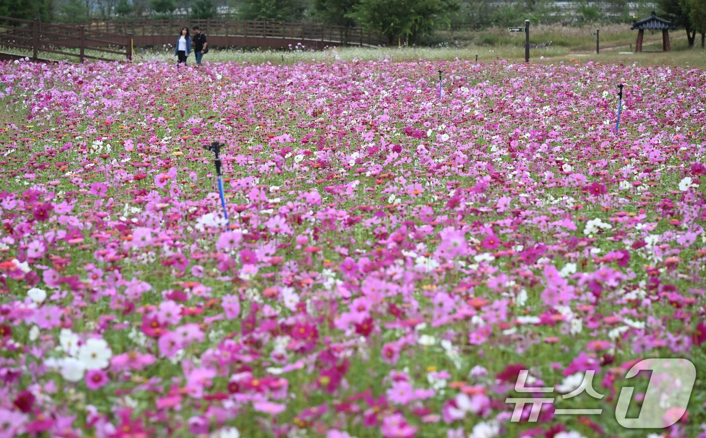 16일 경남 거창군 남상면 거창창포원 곳곳에 코스모스, 황화 코스모스, 산파챈스 등 가을꽃이 활짝 피어있다.&#40;거창군 제공. 재판매 및 DB 금지&#41; 2025.10.16/뉴스1