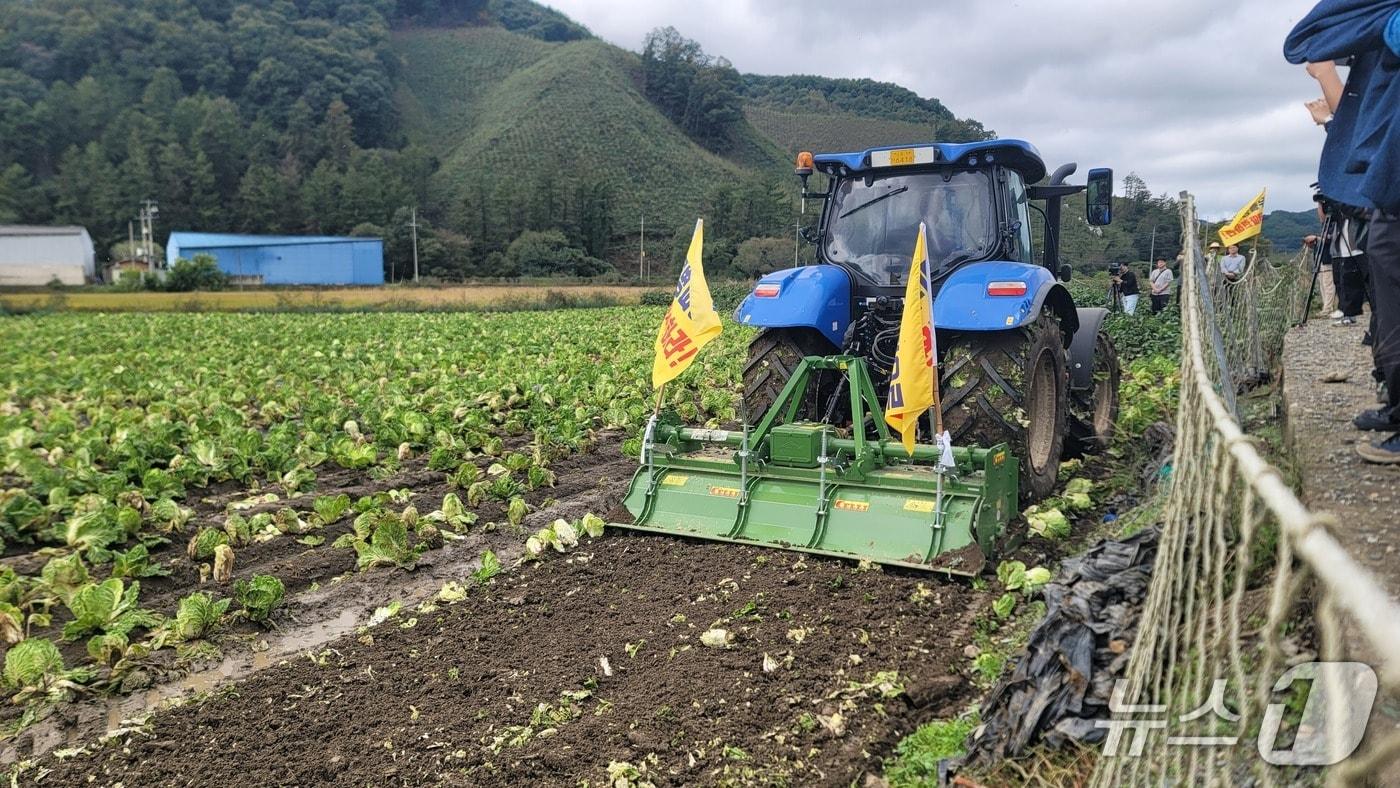 전국농민회총연맹 청주시농민회 소속 회원들이 16일 청주시 상당구 미원면 무름병이 확산한 배추밭을 트랙터로 밀고 있다.2025.10.16./뉴스1 임양규 기자