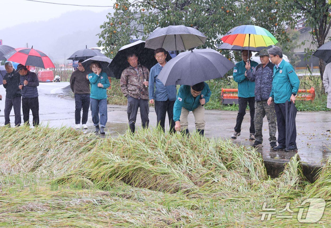 박상수 강원 삼척시장(사진 가운데)과 관계자들이 16일 근덕면 매원리 등 호우피해 농업현장을 방문해 피해상황을 점검하고 있다.(삼척시 제공, 재판매 및 DB 금지) 2025.10.16/뉴스1