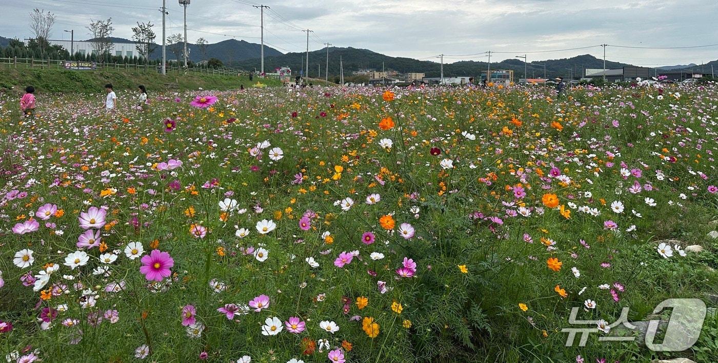 본문 이미지 - 가을 맞은 청주 무심천.(시 제공)/뉴스1