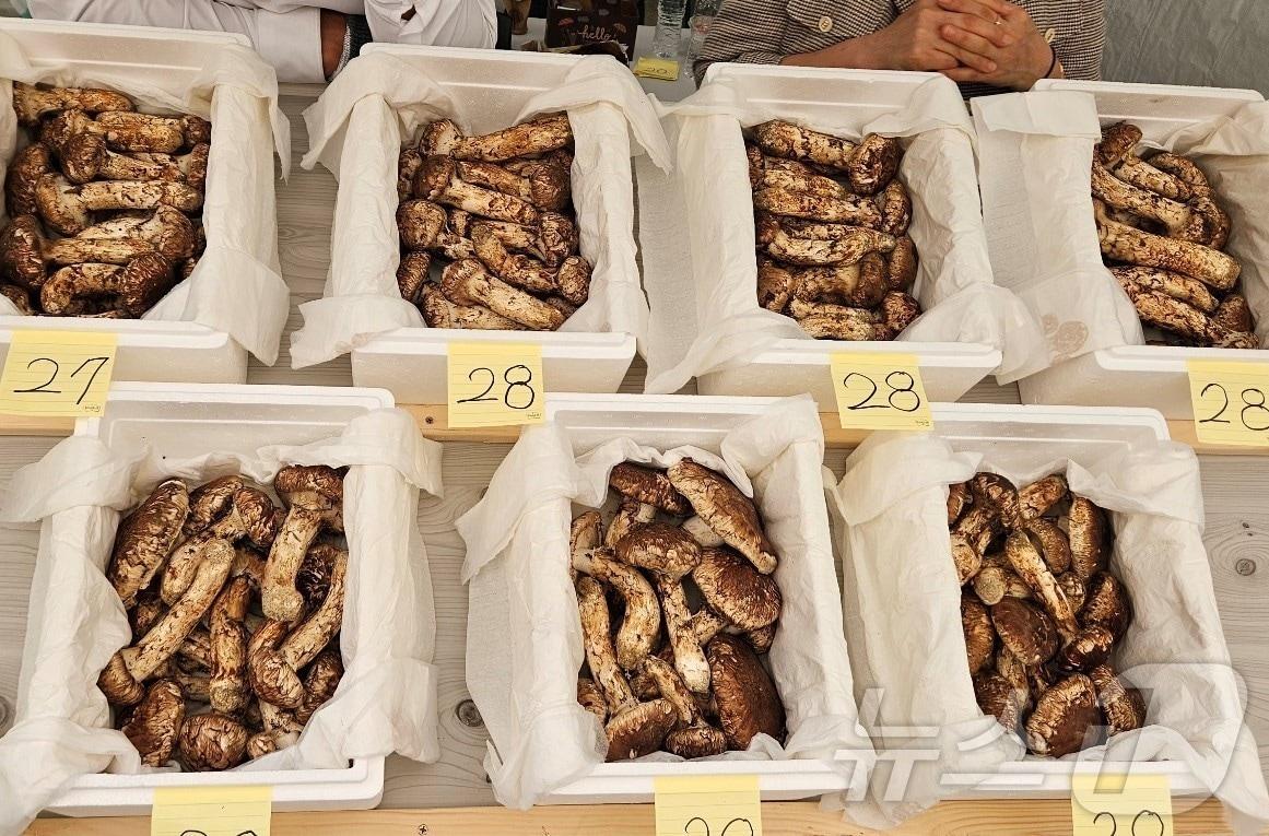 본문 이미지 - 경북 봉화군은 19일까지 열리는 ‘제29회 봉화송이축제’가 봉화읍 내성천 체육공원 일원에서 열린다 ⓒ News1 김대벽기자