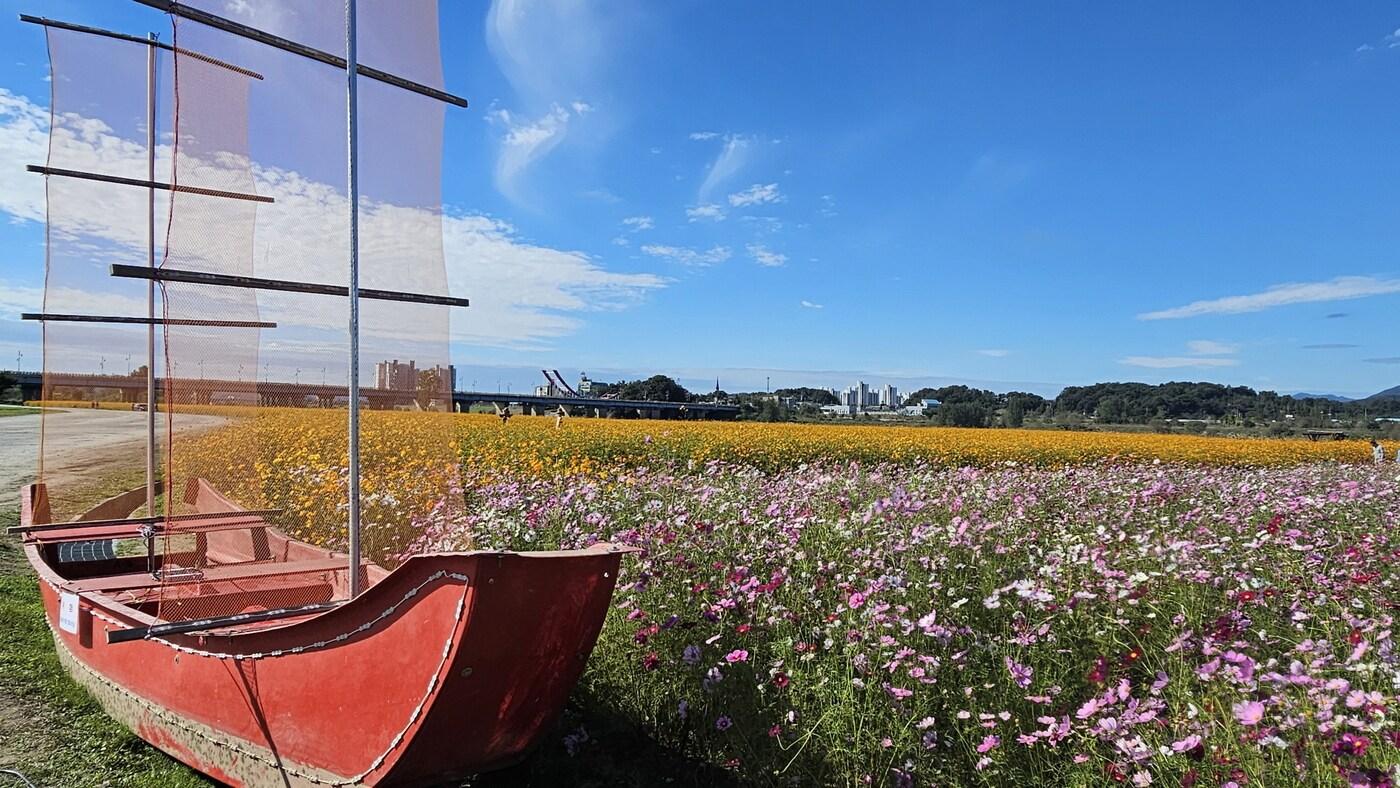 금강 변 코스모스길에 설치된 황포돛배.(부여군 제공. 재판매 및 DB금지)/뉴스1
