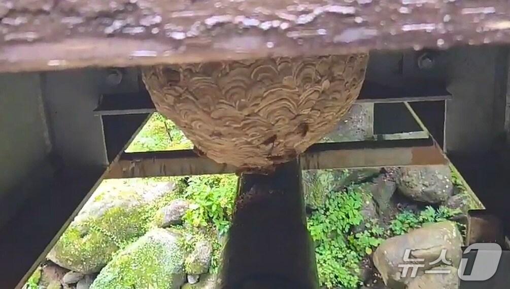 본문 이미지 - 17일 오전 제주 한라산 탐라계곡 인근에서 발견된 말벌집.(제주도소방안전본부 제공. 재판매 및 DB 금지)