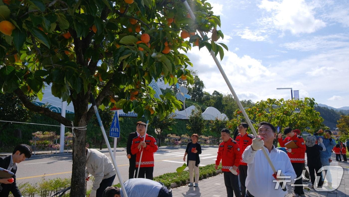 17일 정영철 영동군수가 영동읍 용두공원 도로변 감나무에서 감을 따고 있다. (영동군 제공. 재판매 및 DB금지) /뉴스1 