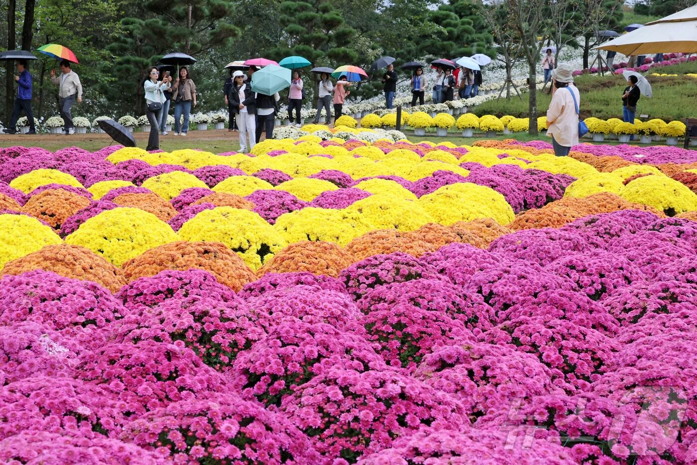 18일 전북 임실군 옥정호 붕어섬에 비가 내리는 가운데 관광객들이 가을 꽃을 보기 위해 우산을 쓰고 찾았다.&#40;임실군제공, 재판매 및 DB금지&#41;2025.10.18/뉴스1 ⓒ News1 김동규 기자