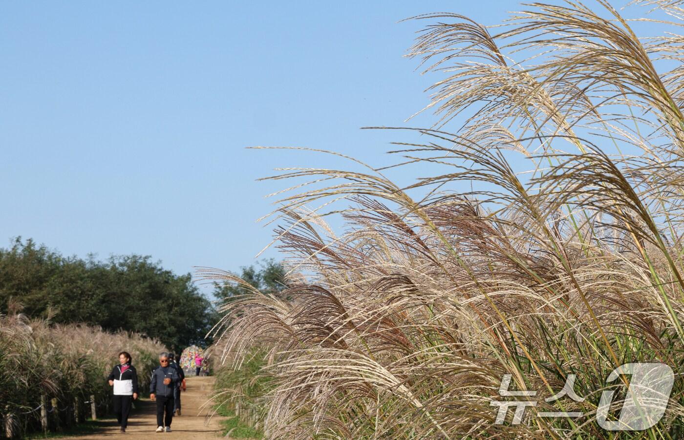 시민들이 억새밭을 거닐고 있다. /뉴스1 ⓒ News1 이호윤 기자