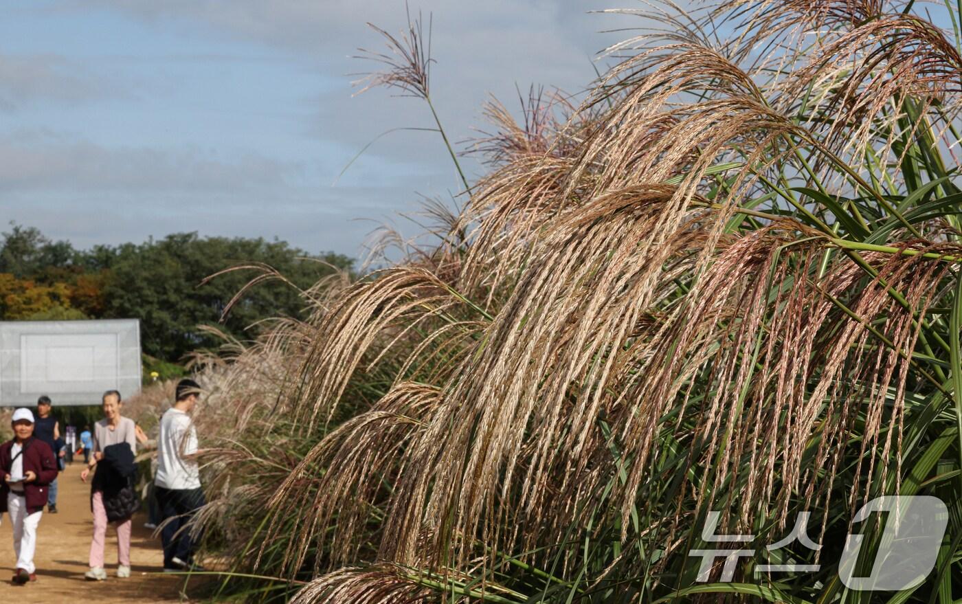 완연한 가을날씨를 보인 지난 19일 서울 마포구 하늘공원에서 열린 서울억새축제를 찾은 시민들이 억새밭을 거닐고 있다. 2025.10.19/뉴스1 ⓒ News1 이호윤 기자