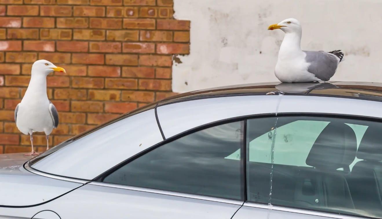 본문 이미지 - (뉴욕포스트 갈무리)
