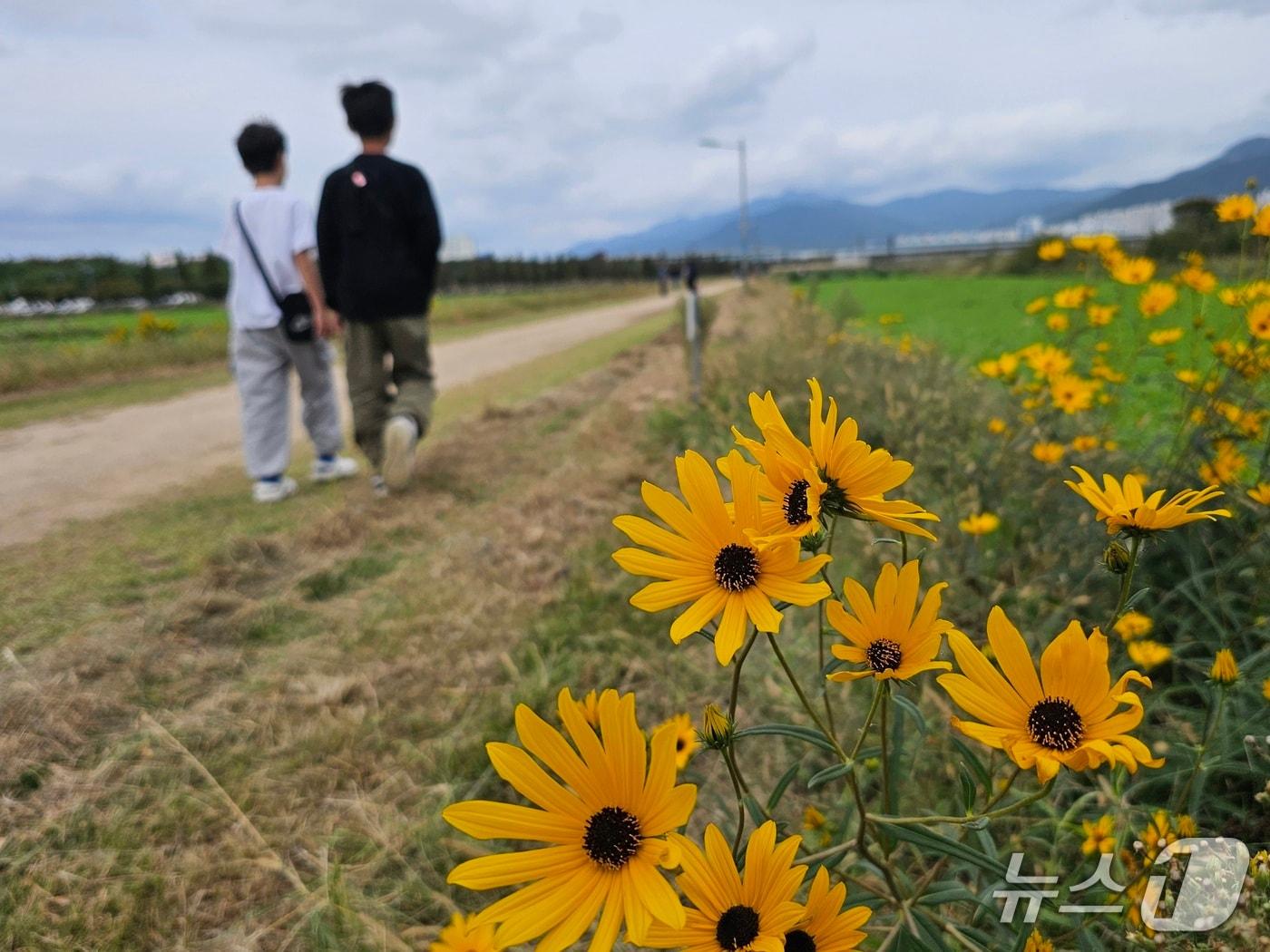 본문 이미지 - 19일 오후 부산 대저생태공원에 가을꽃이 펴 있다. 2025.10.19 ⓒ 뉴스1 박민석 기자
