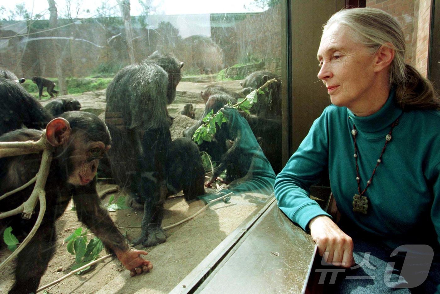 제인 구달 박사가 2025년 8월 31일 호주 시드니의 한 동물원을 방문해 침팬지들의 모습을 살펴보고 있다. 2025.8.31 ⓒ 로이터=뉴스1 ⓒ News1 강민경 기자