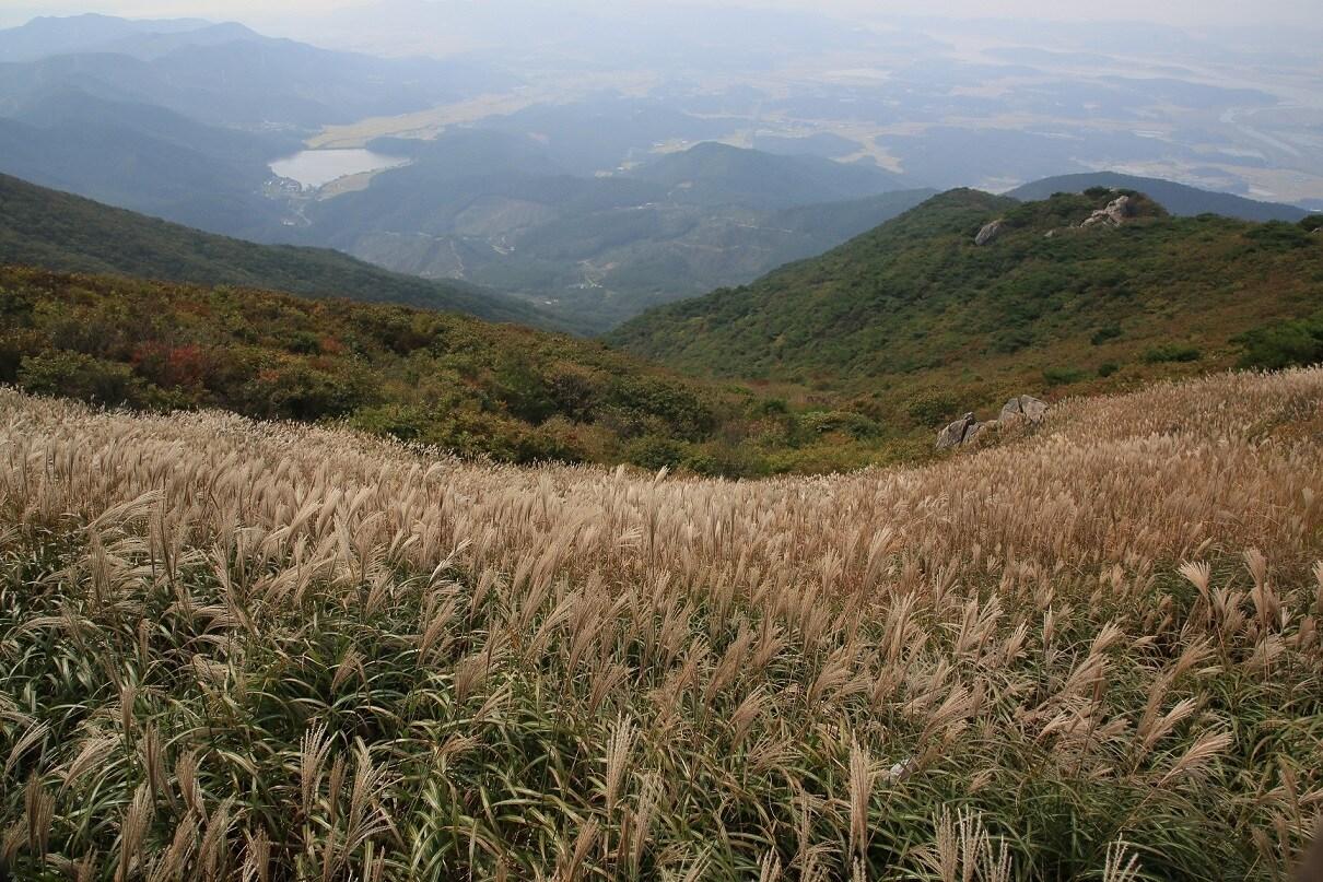 본문 이미지 - 오서산 정상에 펼쳐진 억새밭 풍경.(보령시 제공. 재판매 및 DB금지)/뉴스1