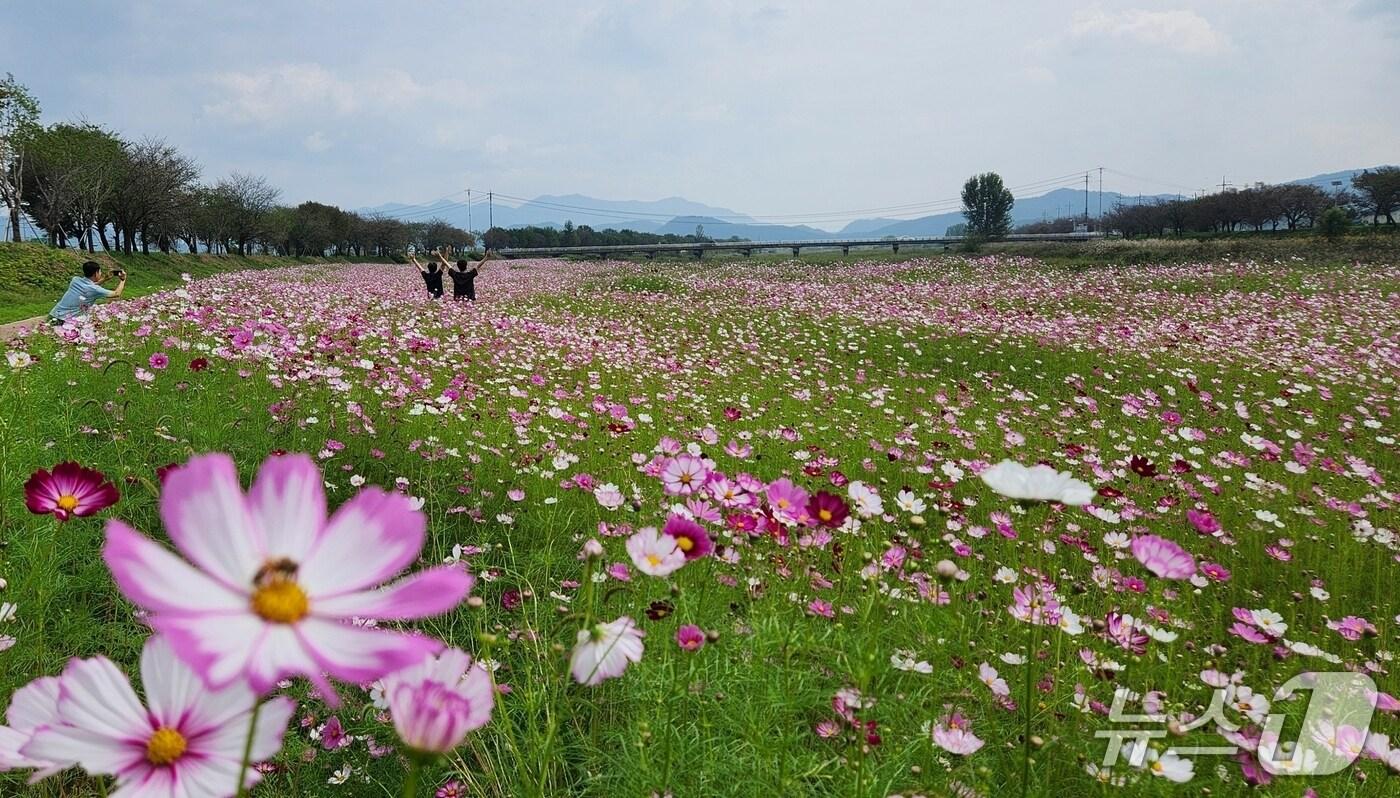 충북 진천 백곡천 둔치에 가을꽃 코스모스가 만발했다.(진천군 제공, 재판매 및 DB금지)/뉴스1