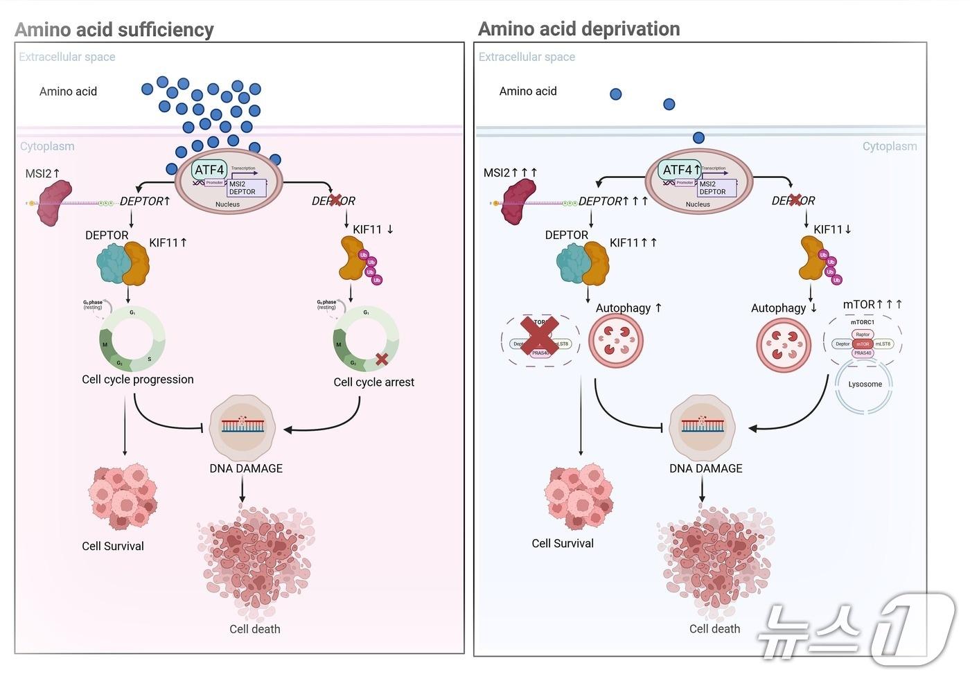DEPTOR 단백질의 작용 기전(한국연구재단 제공) /뉴스1