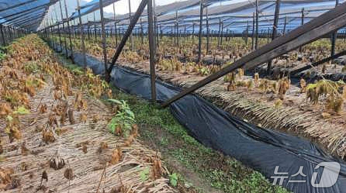 지난 여름 폭염으로 잎이 말라 죽은 충북 괴산군의 한 인삼밭 모습.&#40;괴산군 제공, 재판매 및 DB금지&#41;/뉴스1