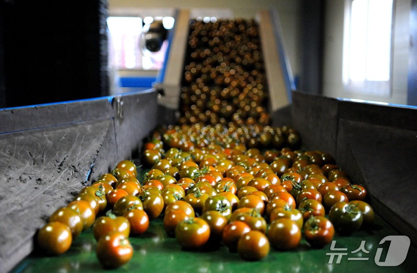강원 화천산 흑토마토.&#40;화천군 제공, 재판매 및 DB금지&#41;