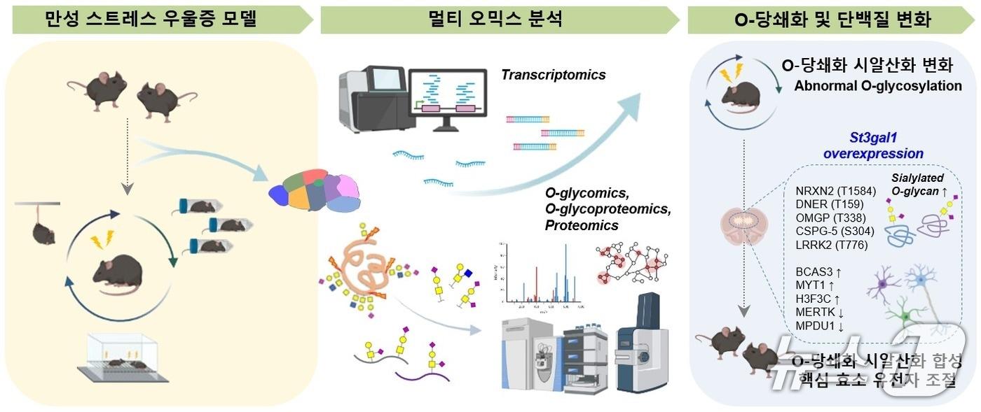 우울증 모델에서 뇌 O-당쇄화 변화 규명 전략(IBS 제공) /뉴스1