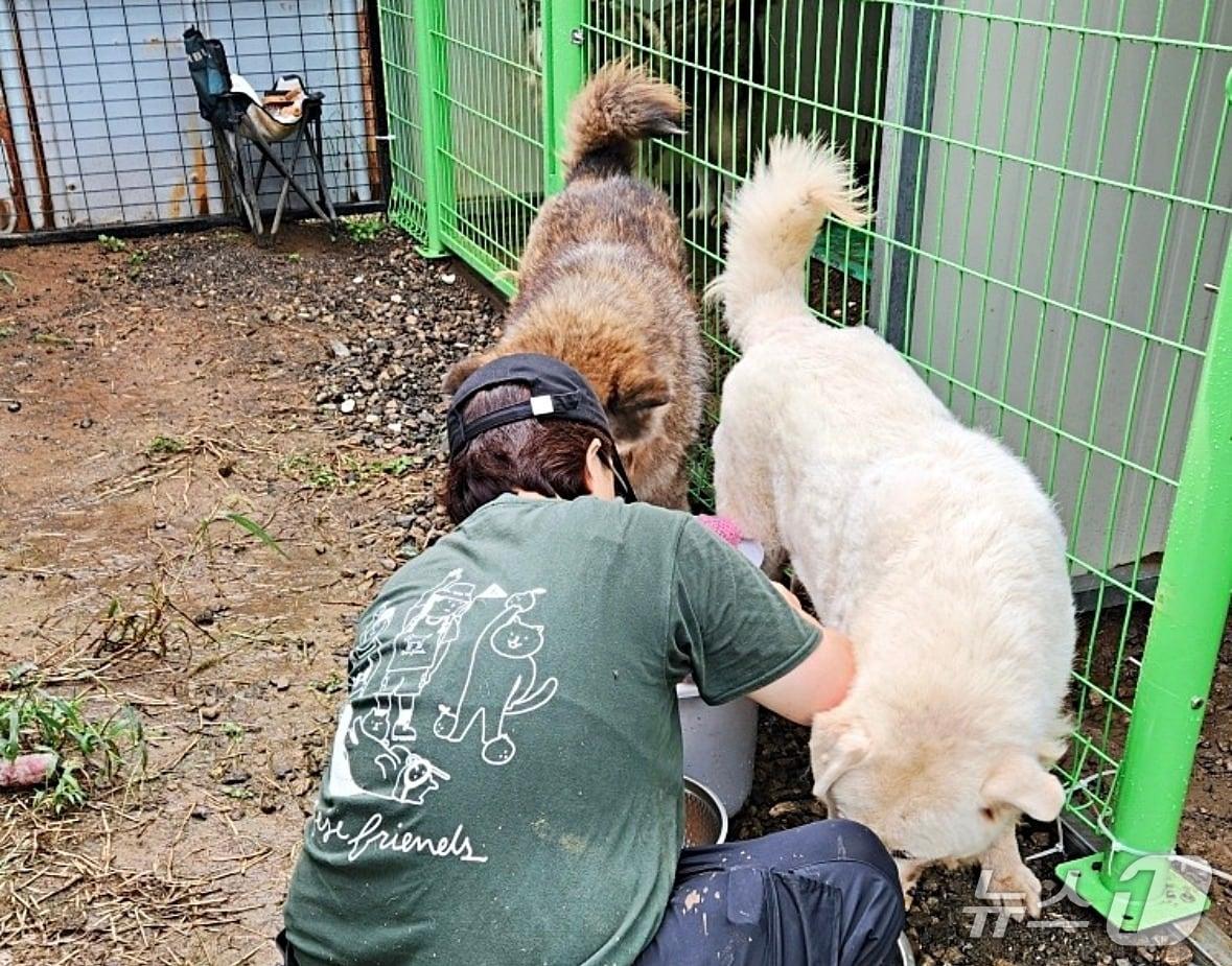 본문 이미지 - 제주시 한림읍 '한림쉼터'에 머물던 유기견 109마리가 임시보호소로 옮겨져 생활하는 모습.(제제프렌즈 제공. 재판매 및 DB 금지)