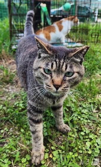 본문 이미지 - '고양이도서관' 임시보호소에서 생활 중인 마라도 고양이.(고양이도서관 제공. 재판매 및 DB 금지)