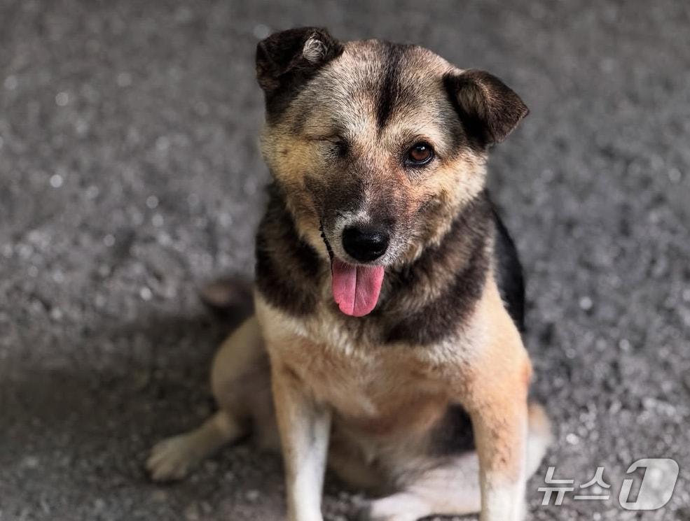 본문 이미지 - '제제프렌즈'가 임시보호소에서 돌보고 있는 유기견.(제제프렌즈 제공. 재판매 및 DB 금지)