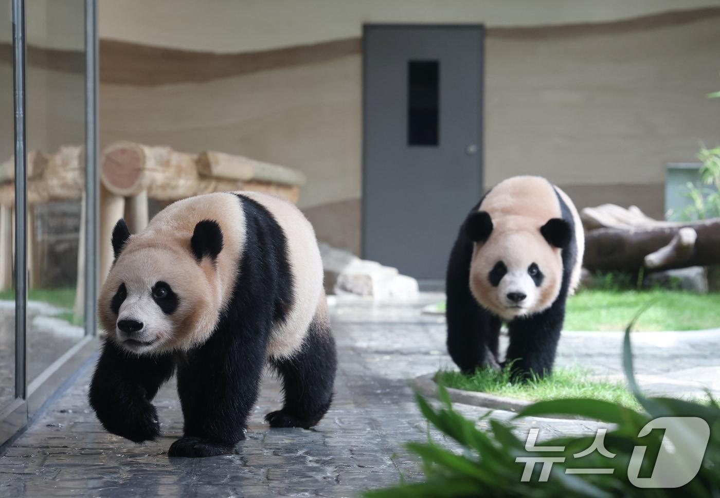 2일 경기 용인시 처인구 에버랜드 &#39;판다 세컨드하우스&#40;Panda 2nd House&#41;&#39;에서 쌍둥이 판다 루이바오, 후이바오가 새로운 보금자리를 돌아다니고 있다. 국내에서 태어난 최초의 쌍둥이 판다인 루이바오, 후이바오의 새로운 보금자리 &#39;판다 세컨드하우스&#40;Panda 2nd House&#41;&#39;는 추석 연휴가 시작하는 10월 3일 일반에 공개된다. 2025.10.2/뉴스1 ⓒ News1 김영운 기자