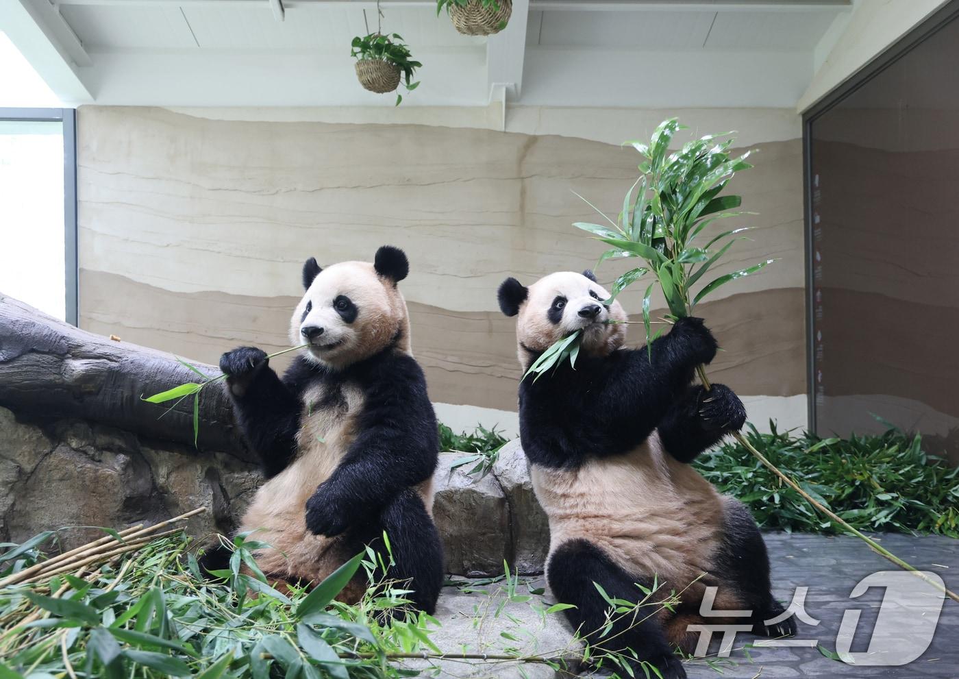 2일 경기 용인시 처인구 에버랜드 &#39;판다 세컨드하우스&#40;Panda 2nd House&#41;&#39;에서 쌍둥이 판다 루이바오, 후이바오가 먹이 활동을 하고 있다. 국내에서 태어난 최초의 쌍둥이 판다인 루이바오, 후이바오의 새로운 보금자리 &#39;판다 세컨드하우스&#40;Panda 2nd House&#41;&#39;는 추석 연휴가 시작하는 10월 3일 일반에 공개된다. 2025.10.2/뉴스1 ⓒ News1 김영운 기자