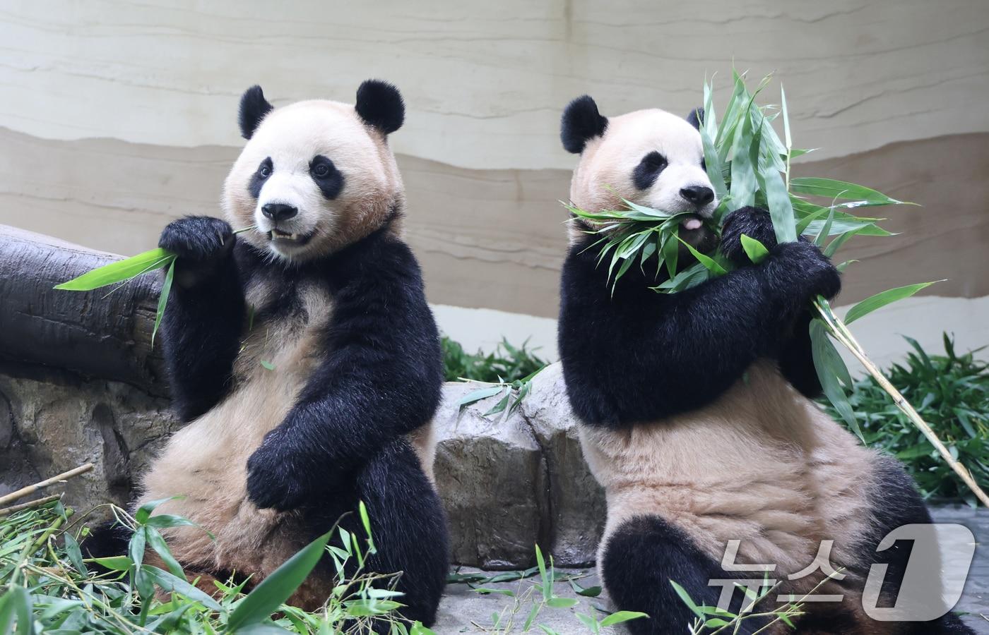 2일 경기 용인시 처인구 에버랜드 &#39;판다 세컨드하우스&#40;Panda 2nd House&#41;&#39;에서 쌍둥이 판다 루이바오, 후이바오가 먹이 활동을 하고 있다. 국내에서 태어난 최초의 쌍둥이 판다인 루이바오, 후이바오의 새로운 보금자리 &#39;판다 세컨드하우스&#40;Panda 2nd House&#41;&#39;는 추석 연휴가 시작하는 10월 3일 일반에 공개된다. 2025.10.2/뉴스1 ⓒ News1 김영운 기자