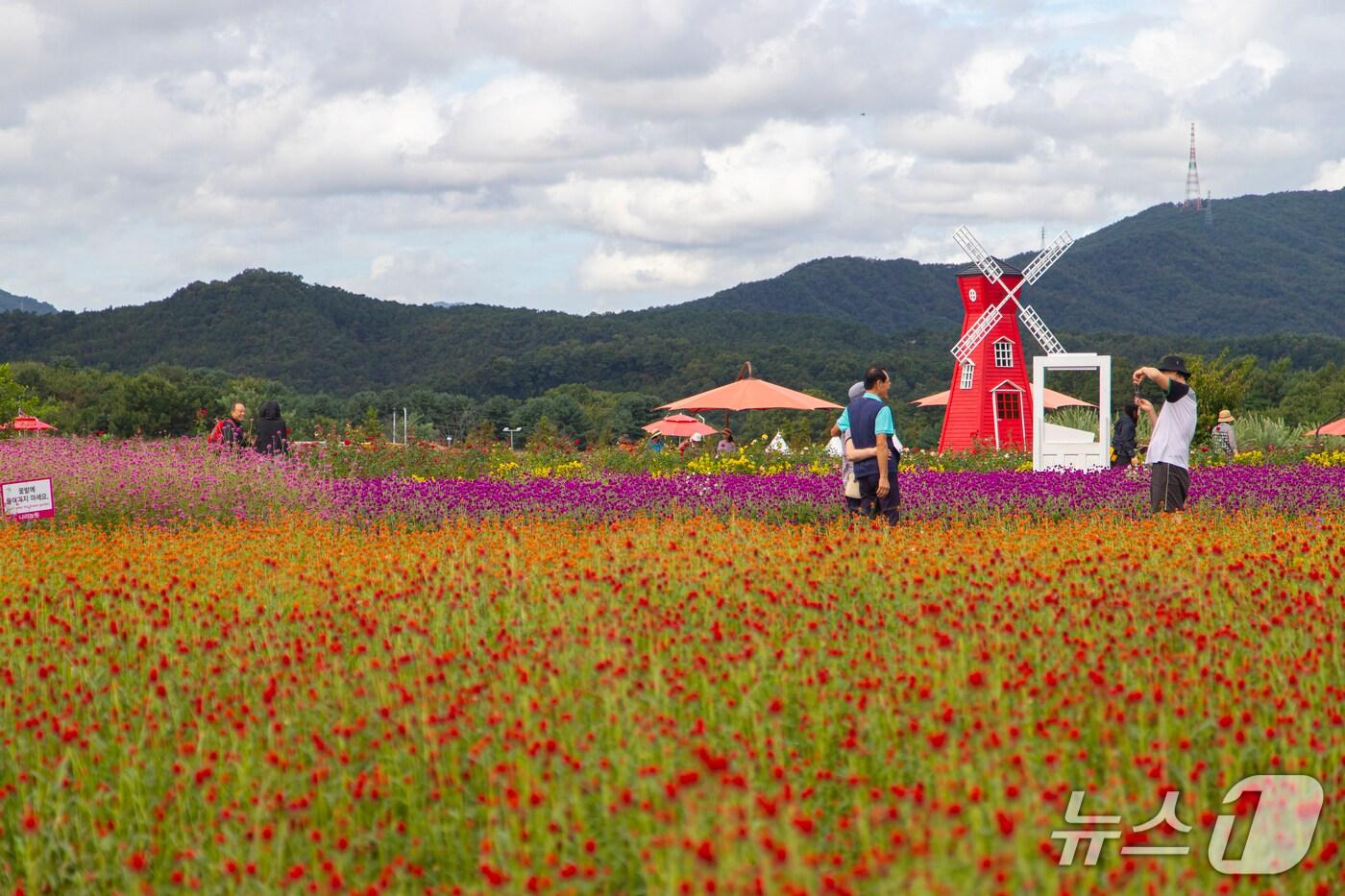 국내 최대 규모 천일홍 군락지 &#39;양주 나리농원&#39;&#40;경기관광공사 제공. 재판매 및 DB금지&#41;/뉴스1