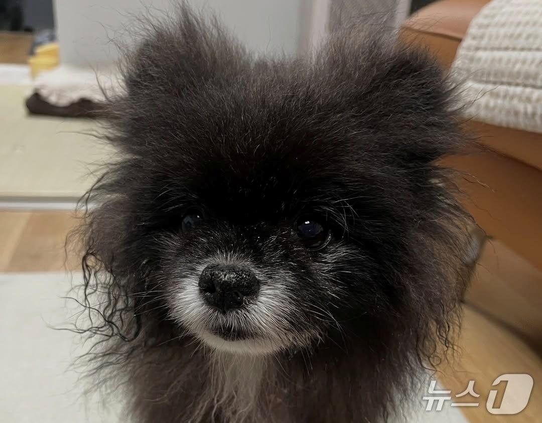 본문 이미지 - 까만 털이 매력적인 반려견 여름이의 모습(보호자 제공) ⓒ 뉴스1