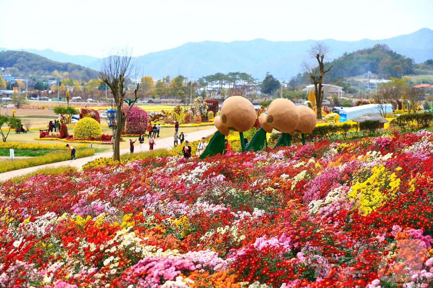 화순 고인돌 가을꽃 축제./뉴스1
