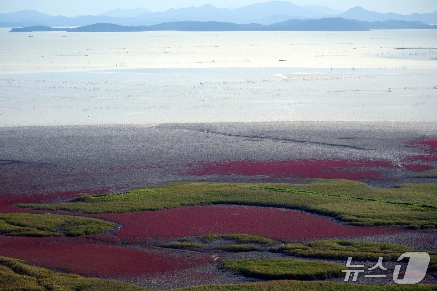  순천만습지의 칠면조 풍경&#40;순천시 제공&#41;