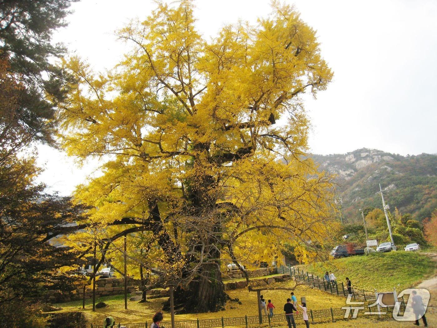 본문 이미지 - 충북 영동군 양산면 누교리 소재 천년고찰 영국사 옆에 자리한 수령 1000여년으로 추정되는 천태산 은행나무. (천태산 은행나무를 사랑하는 사람들 제공. 재판매 및 DB금지)
