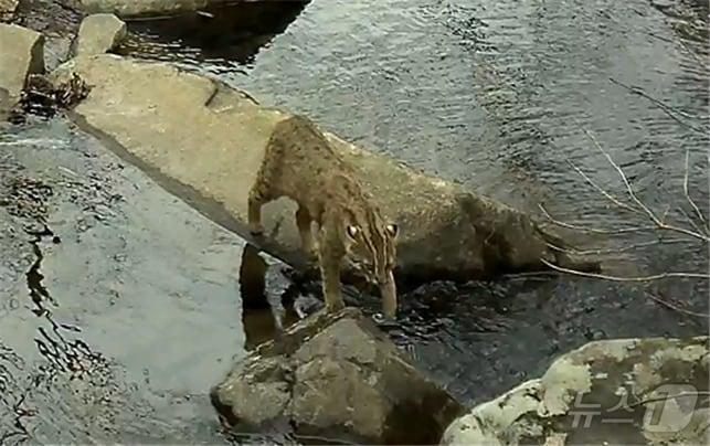 본문 이미지 - 무등산에서 포착된 삵의 모습. &#40;국립공원공단 무등산국립공원동부사무소 제공. 재판매 및 DB 금지&#41; 