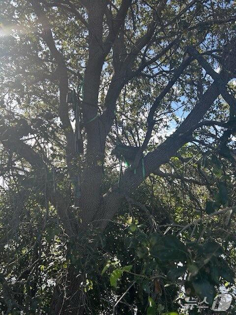 본문 이미지 - 17(현지시간) 도널드 트럼프 미국 대통령의 팜비치 국제공항 도착을 앞두고 미국 비밀경호국의 수색 도중 발견된 사냥용 거치대의 모습 (출처=CBS)