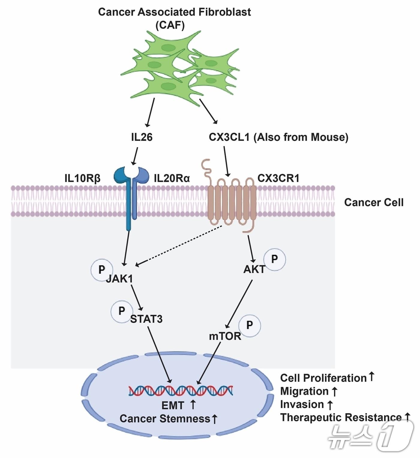 본문 이미지 - 뇌전이임 치료의 새 단서가 될 화순전남대병원 연구팀의 논문 모식도.&#40;화순전남대병원 제공&#41; 2025.10.20