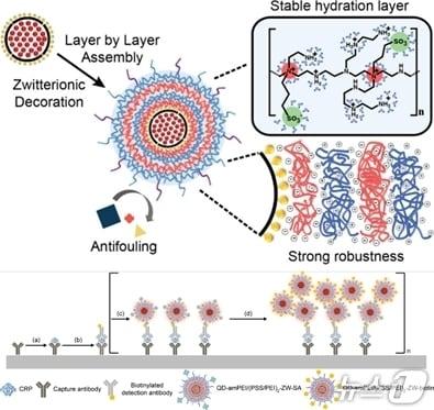 본문 이미지 - 나노복합체 초정밀 진단 모식도&#40;가톨릭중앙의료원 제공&#41;