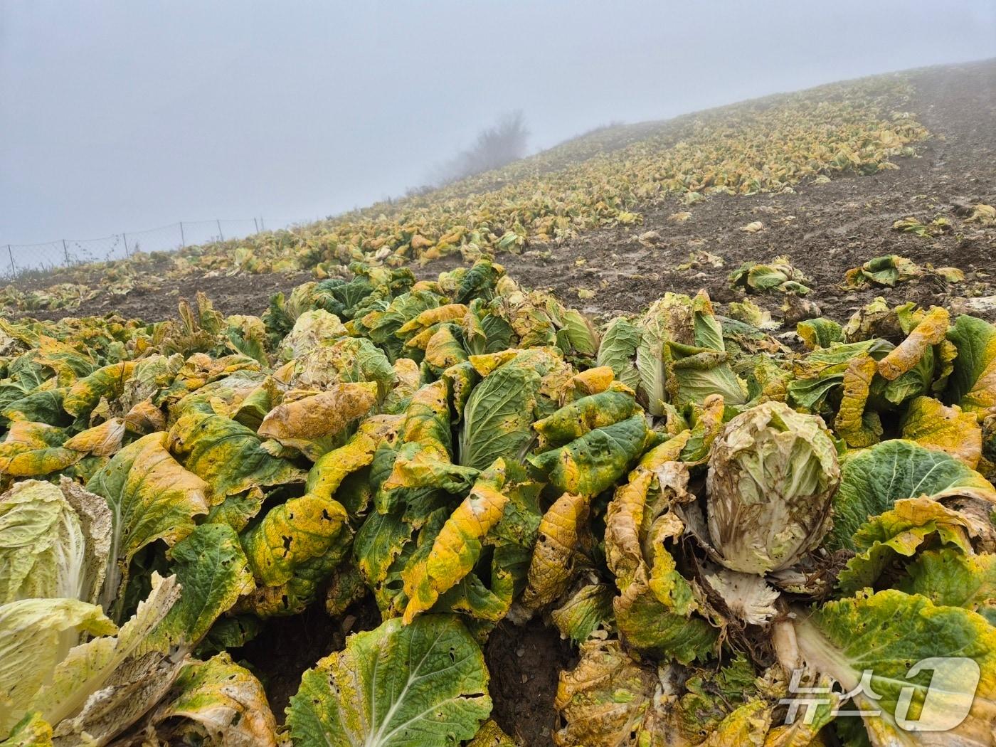 본문 이미지 - 20일 오전 강원 강릉 왕산면 대기리의 한 배추밭. 극심한 가뭄에 이어 집중호우로 인해 배춧잎이 누렇게 변하고 밑둥이 썩어가고 있다. 2025.10.20/뉴스1
