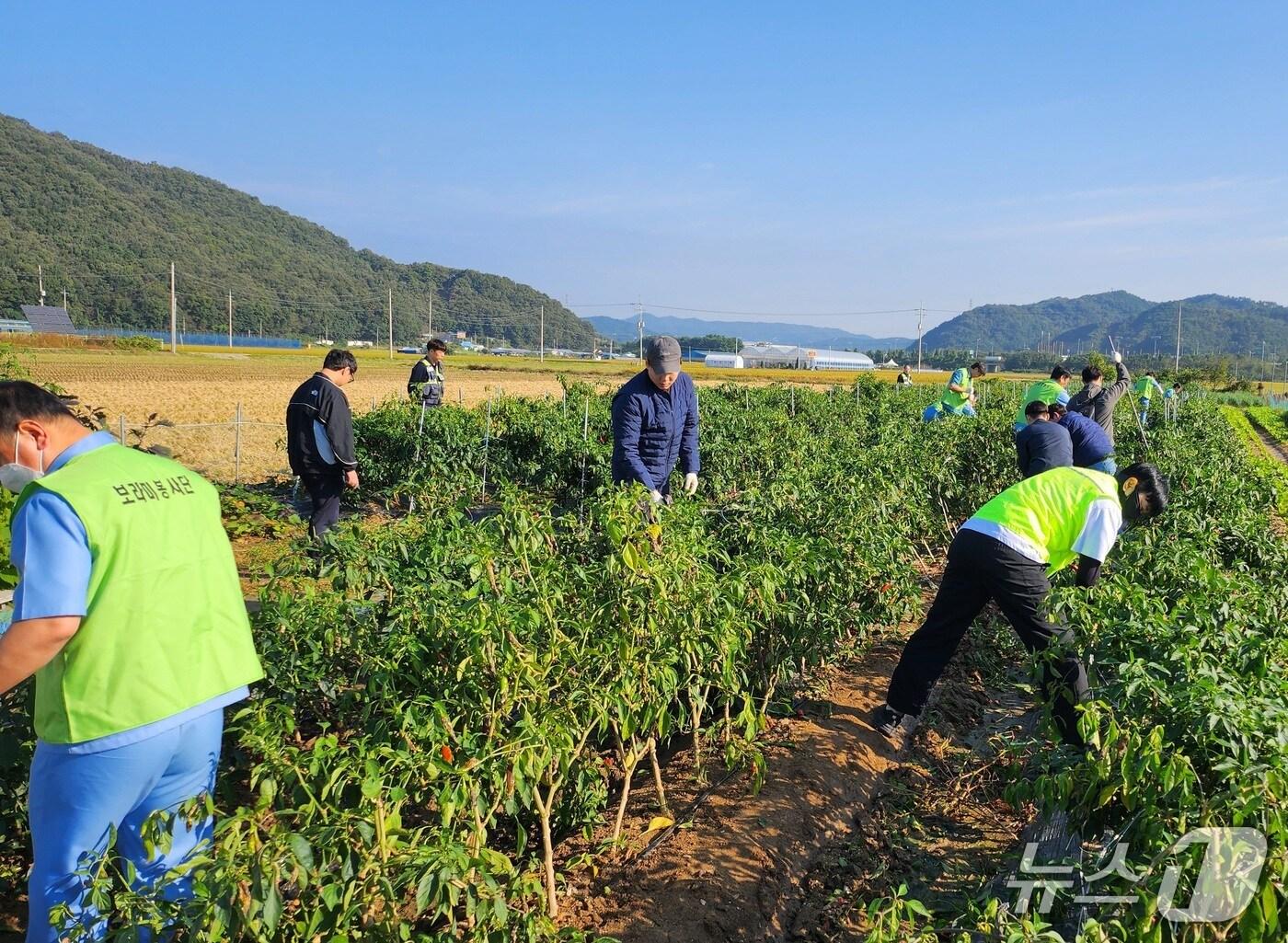 본문 이미지 - 충남세종농협·NH농협은행 충남본부·교정 당국 보라미 봉사단이 농촌 합동 일손 돕기를 실시하고 있다. (충남세종농협 제공, 재판매 및  DB금지) / 뉴스1 