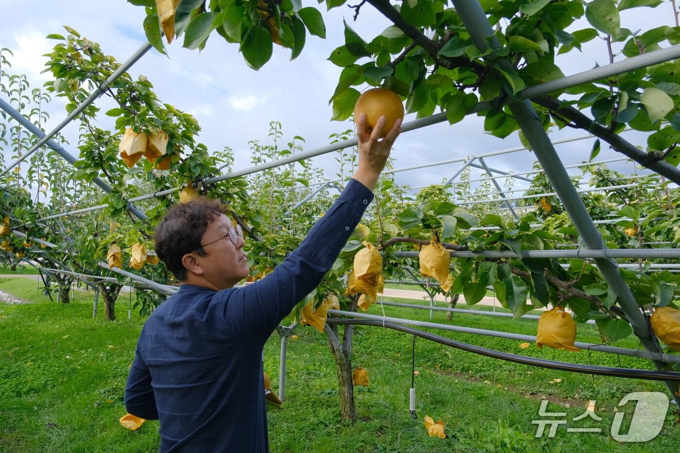 충북 영동군 과일나라 테마공원에 있는 수령 100년이 넘은 배나무 20그루에 올해도 탐스러운 열매가 주렁주렁 열렸다.&#40;영동군 제공. 재판매 및 DB금지&#41; /뉴스1 