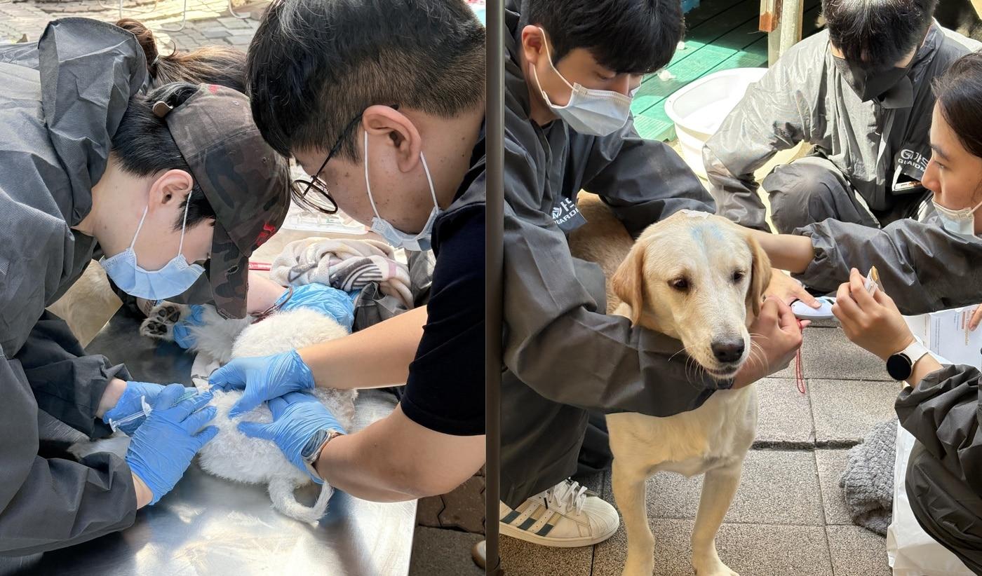 해든동물의료센터 의료진이 최근 배우 이용녀가 운영하는 포천의 유기견 보호소를 찾아 관절주사 애니콘주 시술, 예방접종, 동물등록 등 봉사활동을 진행했다(병원 제공). ⓒ 뉴스1