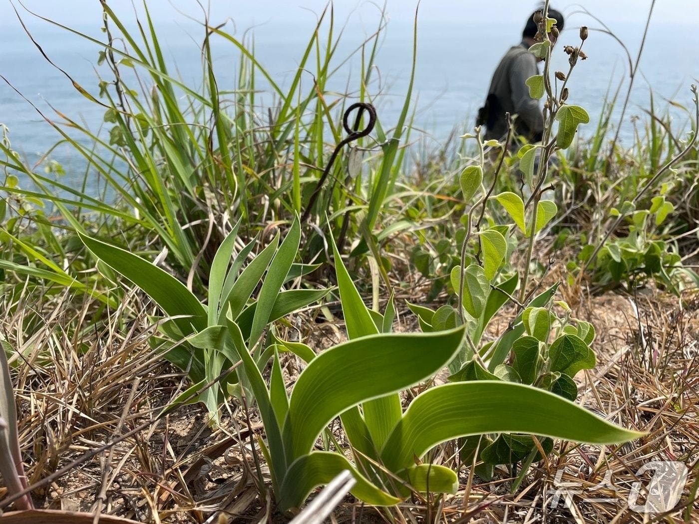 본문 이미지 - 대청부채 자생지 모니터링(기후부 제공) ⓒ 뉴스1