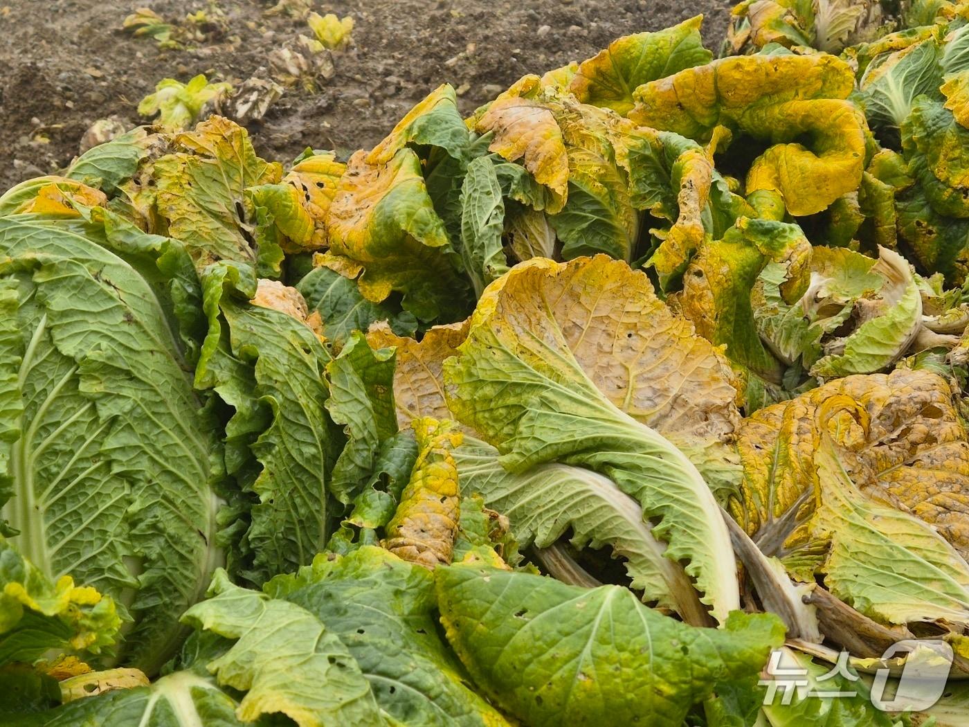 본문 이미지 - 20일 오전 강원 강릉 왕산면 대기리의 한 배추밭. 극심한 가뭄에 이어 집중호우로 인해 배춧잎이 누렇게 변하고 밑둥이 썩어가고 있다. 2025.10.20/뉴스1