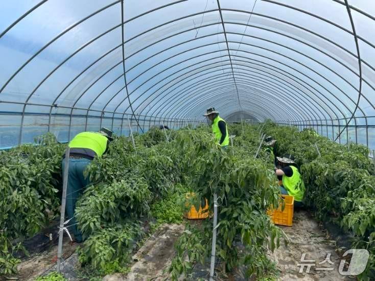 본문 이미지 - 양구지역 농촌 일손 돕기.&#40;농협 강원본부 제공. 재판매 및 DB금지&#41;/뉴스1