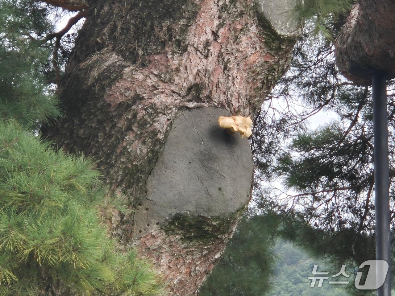 본문 이미지 - 거창군 당산마을 당송에 핀 송이(거창군 제공. 재판매 및 DB금지).