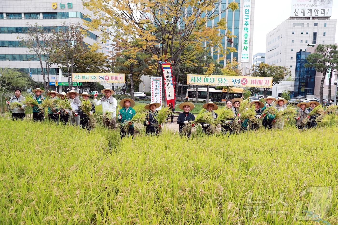 김두겸 울산시장이 21일 시청 생활정원 논에서 시청 직원,농업인, 농협, 시민대표 등과 함께 재배한 청렴미를 수확하고 있다.2025.10.21 &#40;울산시 제공. 재판매 및 DB금지&#41;/뉴스1 ⓒ News1 박정현 기자